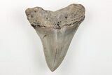 Serrated, Fossil Megalodon Tooth - North Carolina #200705-1